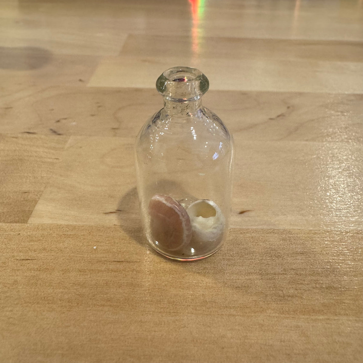 Tiny Glass Bottle with 2 Shells Inside