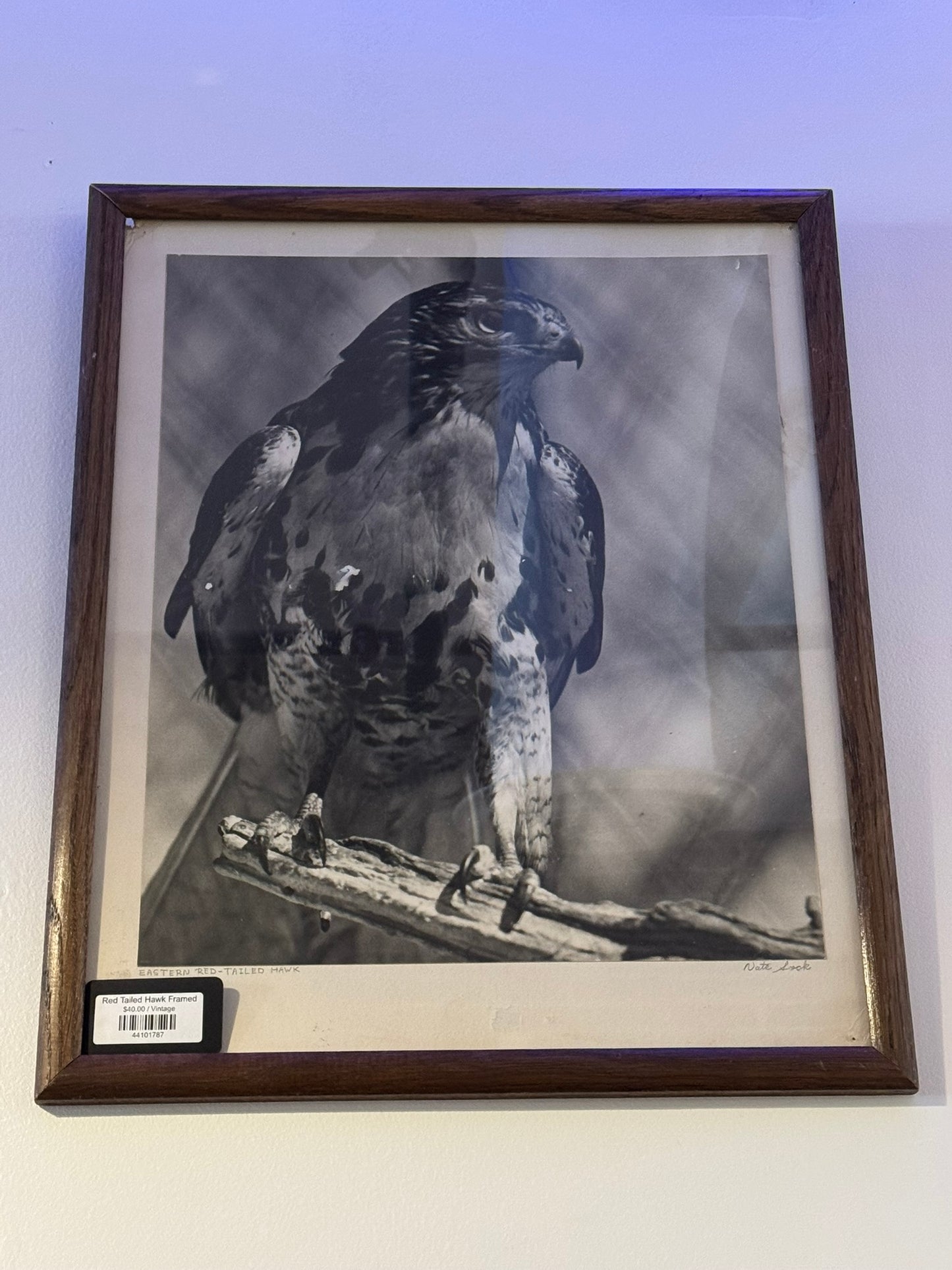 Red Tailed Hawk Framed
