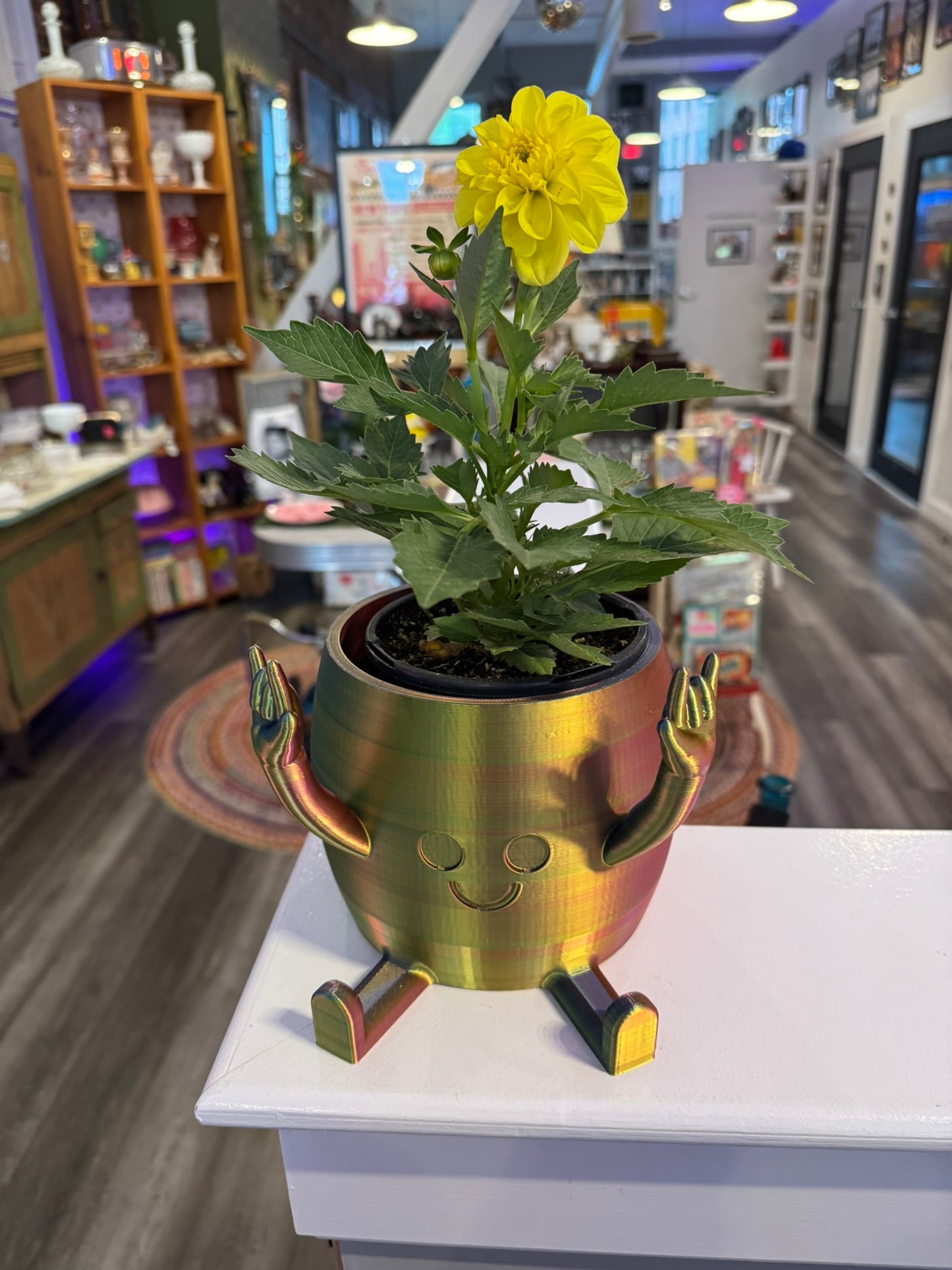 3D Planter with Live Plant