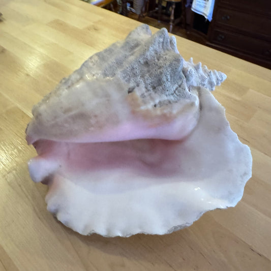 Vintage Large Queen Conch Shell Decor (9" x 11")