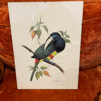 Etienne Demonte Cayenne Aracari Lithograph