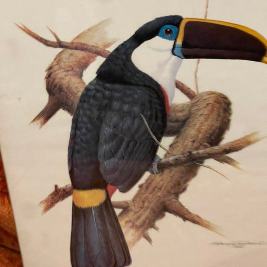 Etienne Demonte Toucan Lithograph