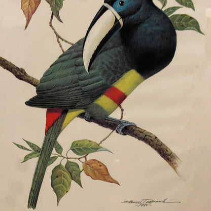 Etienne Demonte Cayenne Aracari Lithograph