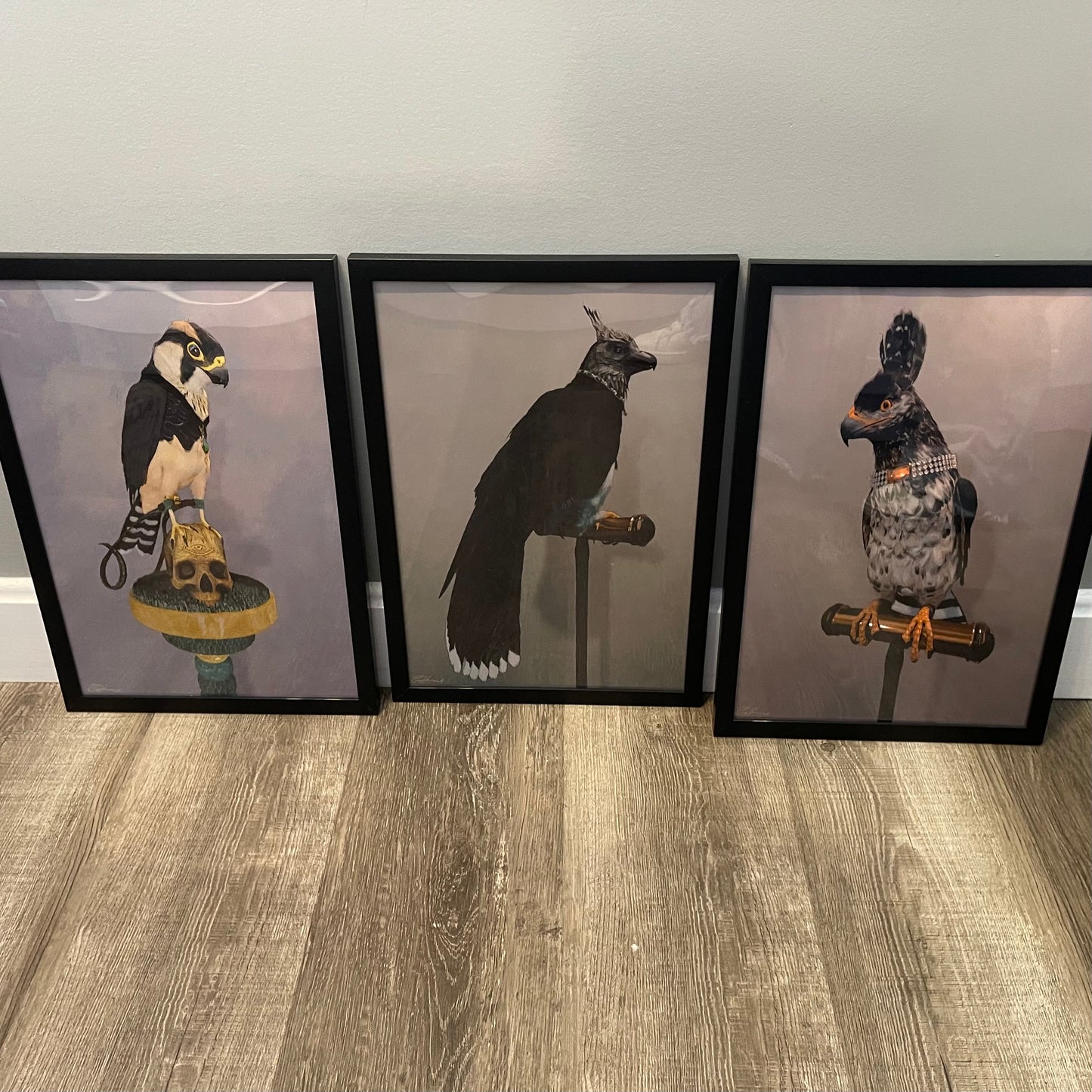 Jordan Hancock Birds of Prey Collection