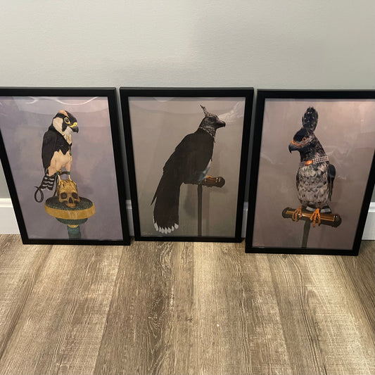 Jordan Hancock Birds of Prey Collection