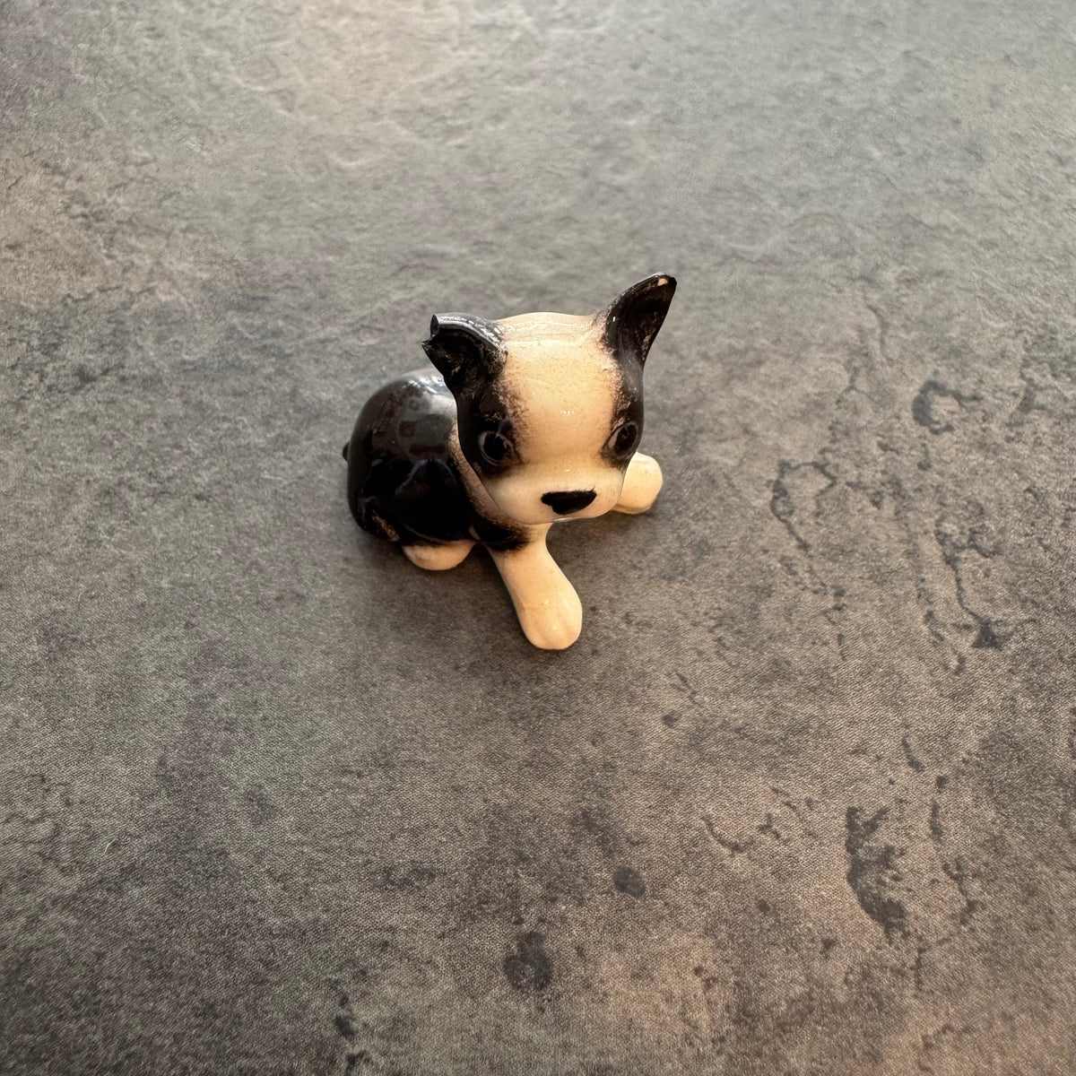 Boston Terrier Puppy 1"