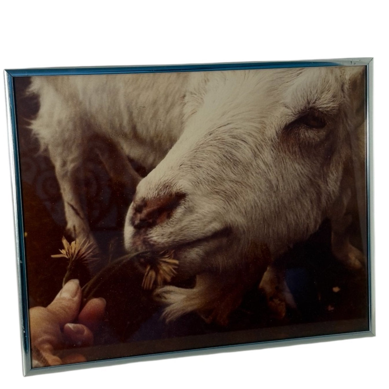 Framed Goat Print