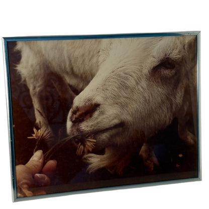 Framed Goat Print