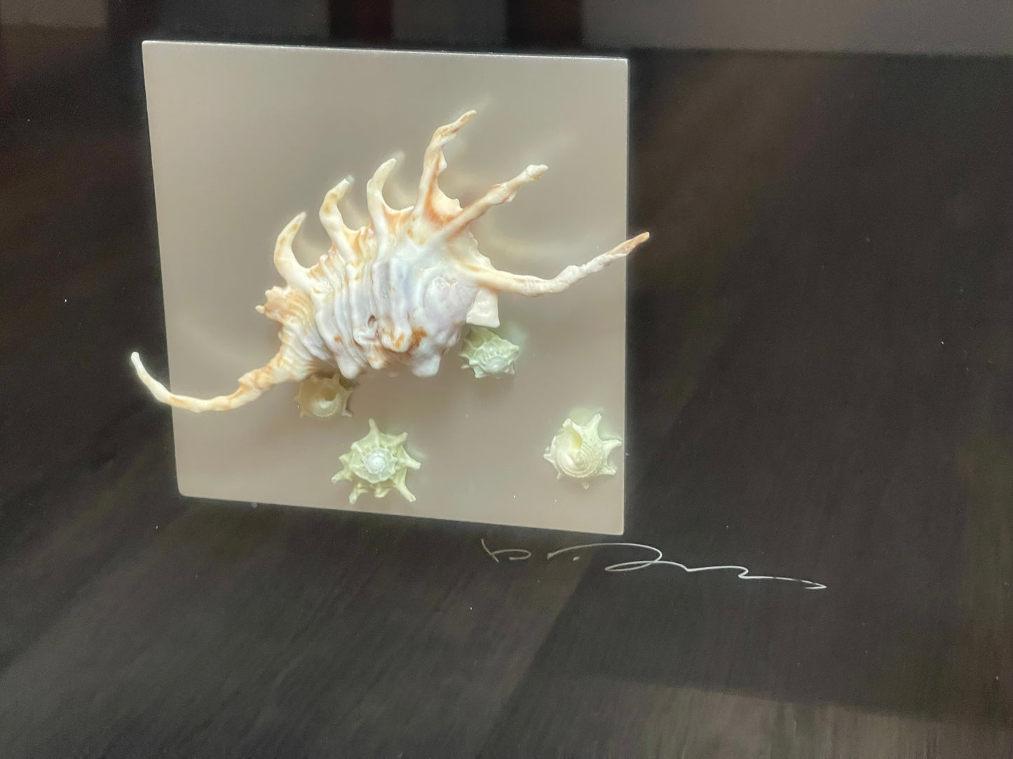 Seashell Accessory Art