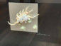 Seashell Accessory Art
