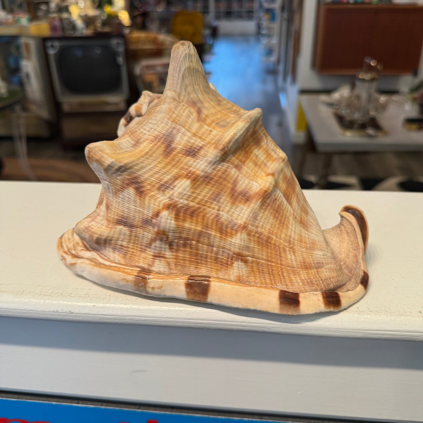 King Helmet Shell 8"