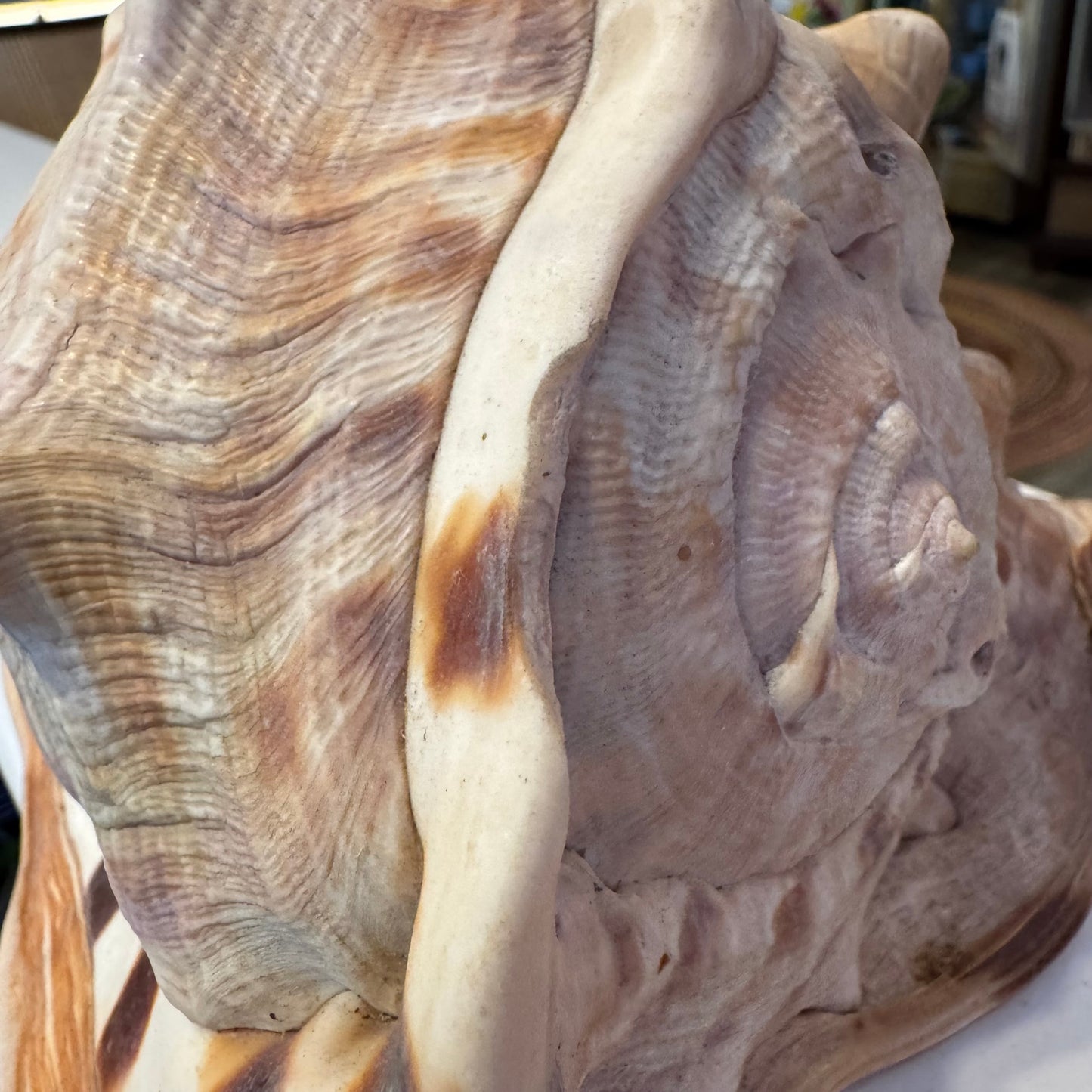 King Helmet Shell 8"
