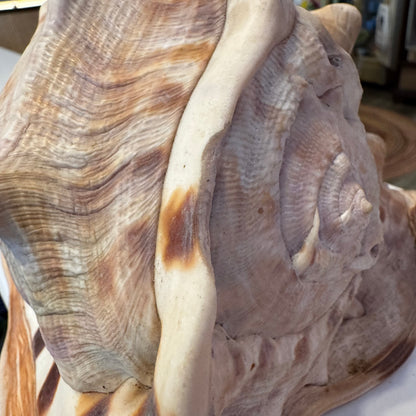 King Helmet Shell 8"