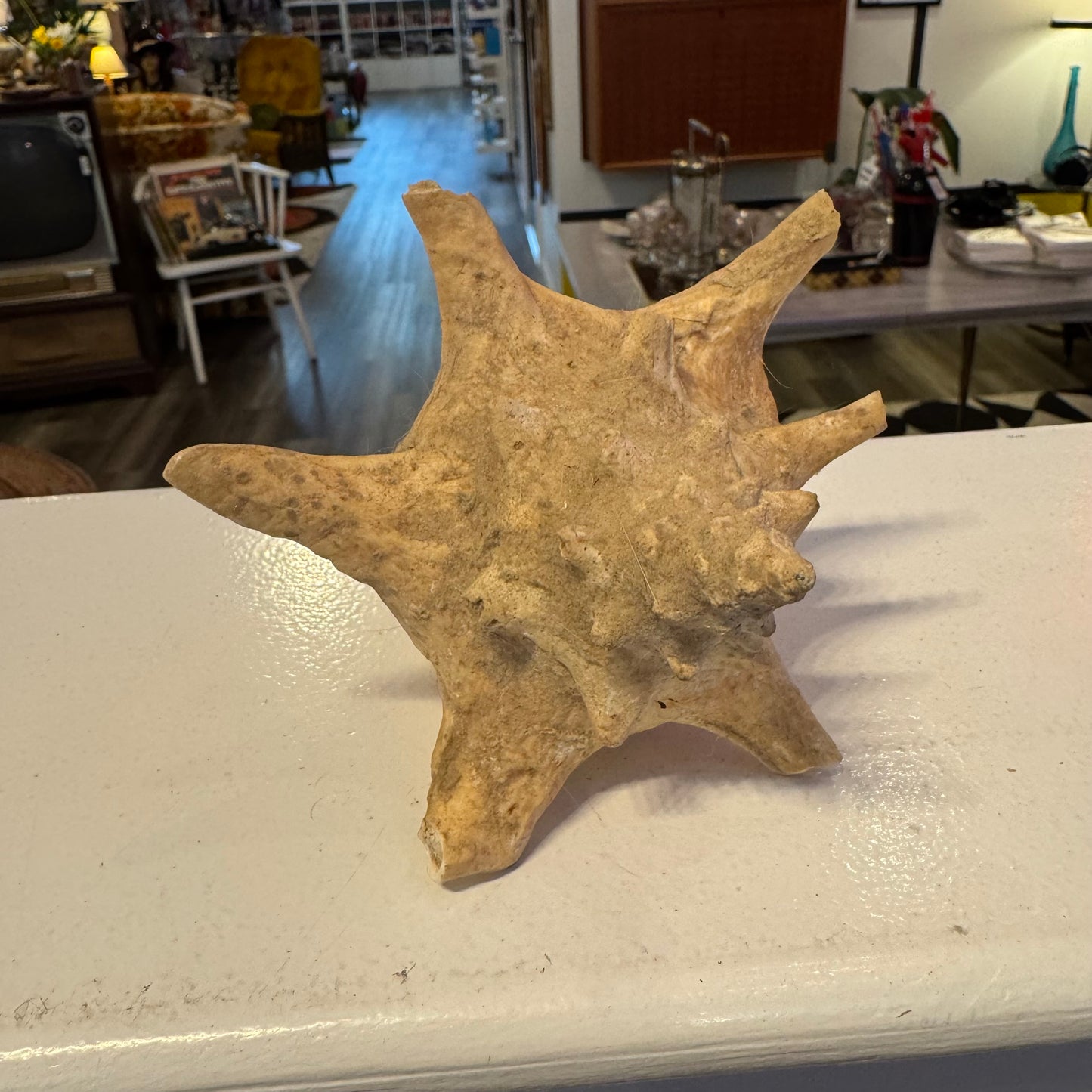 Spider Conch (Lambis) Shell 5"