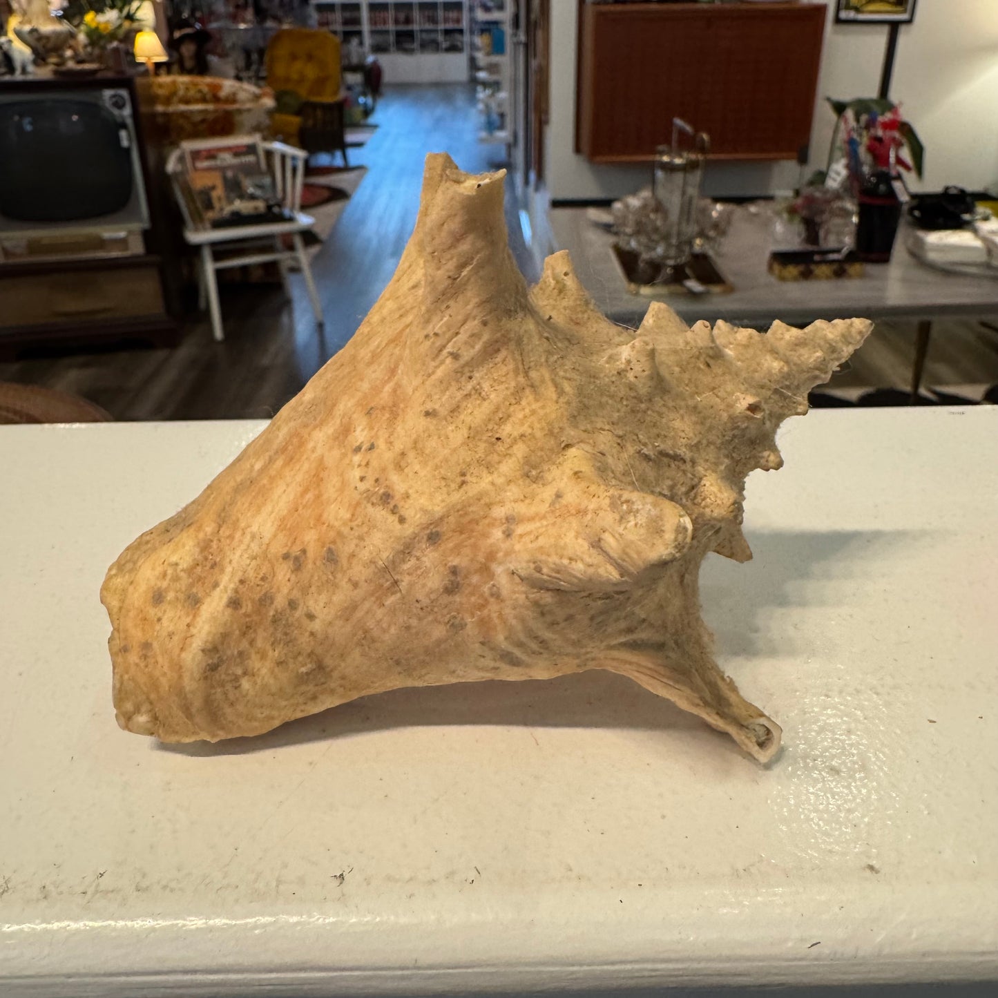 Spider Conch (Lambis) Shell 5"