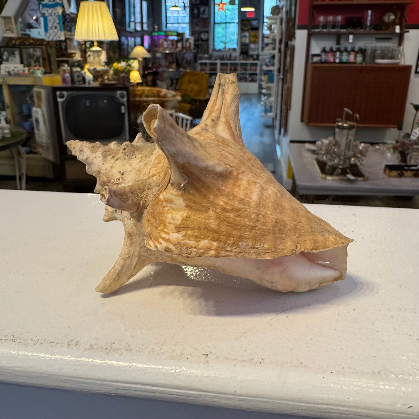 Spider Conch (Lambis) Shell 5"