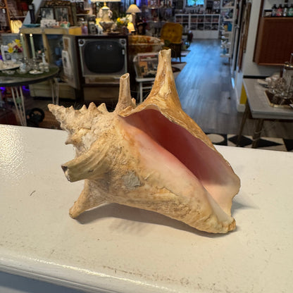 Spider Conch (Lambis) Shell 5"