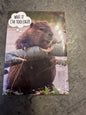 Eager Beaver Magnet